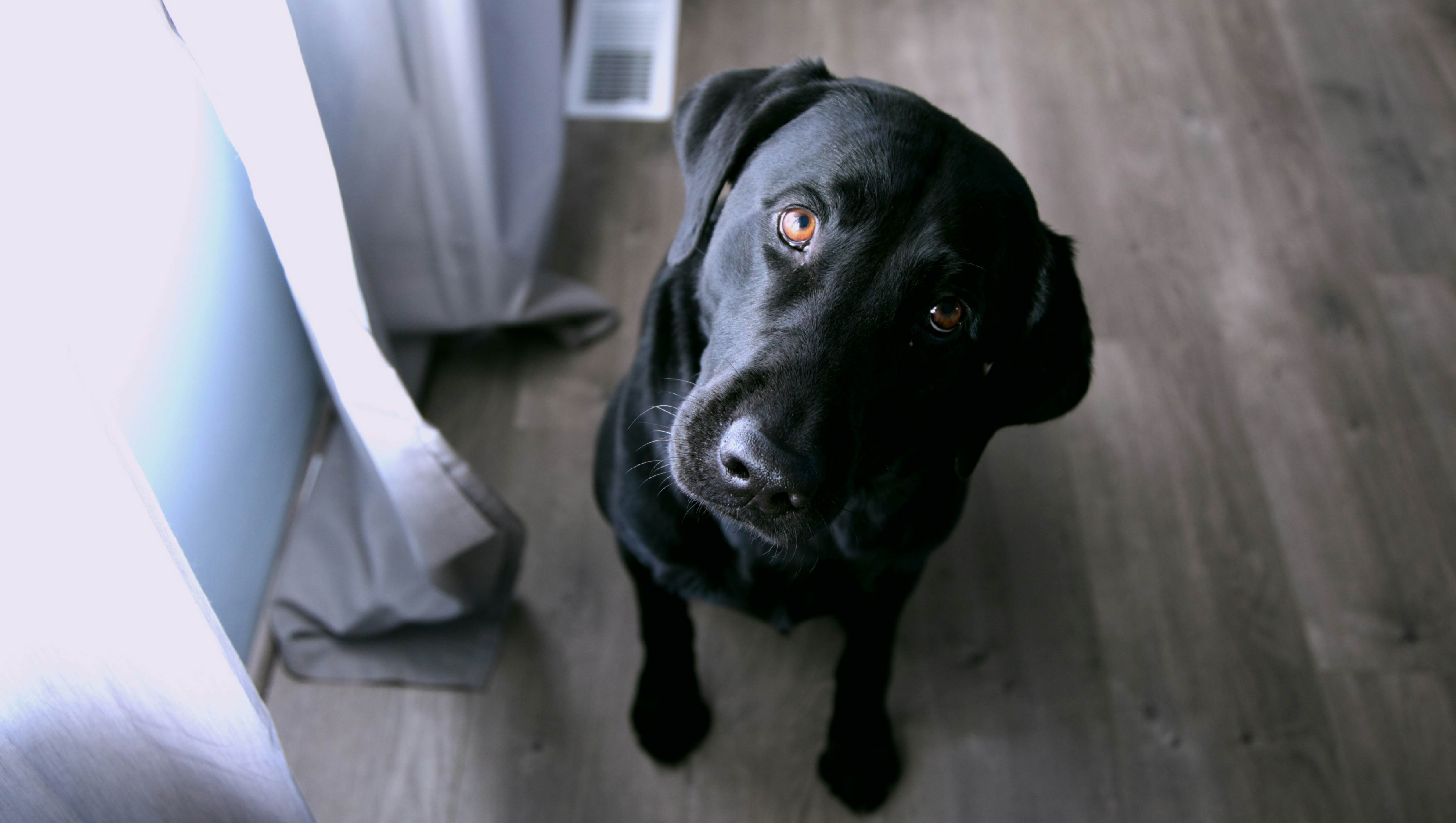 Unleash a Radiant Coat: The Benefits of Rosehip Supplements for Dogs