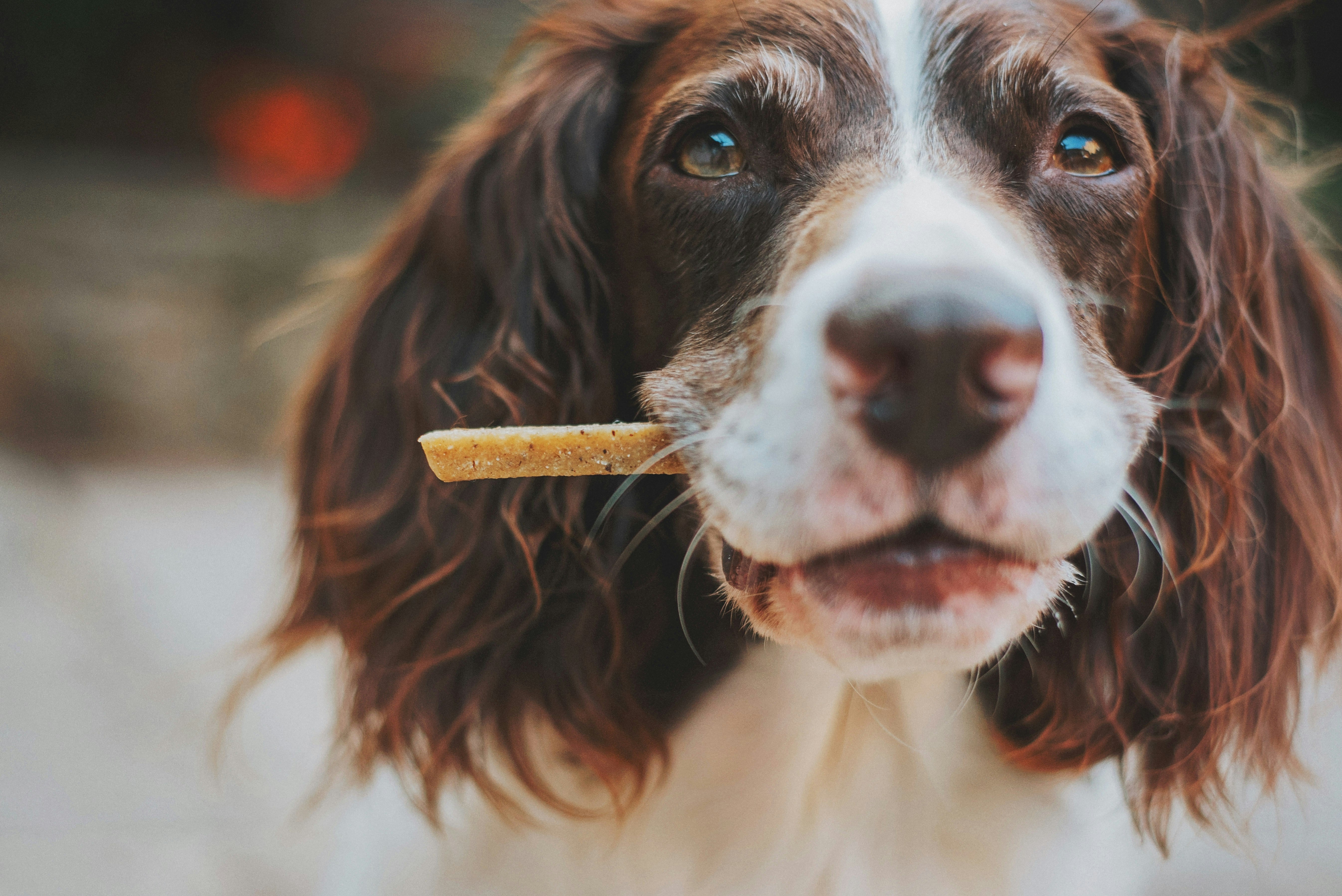How Supplements Can Benefit Your Dog