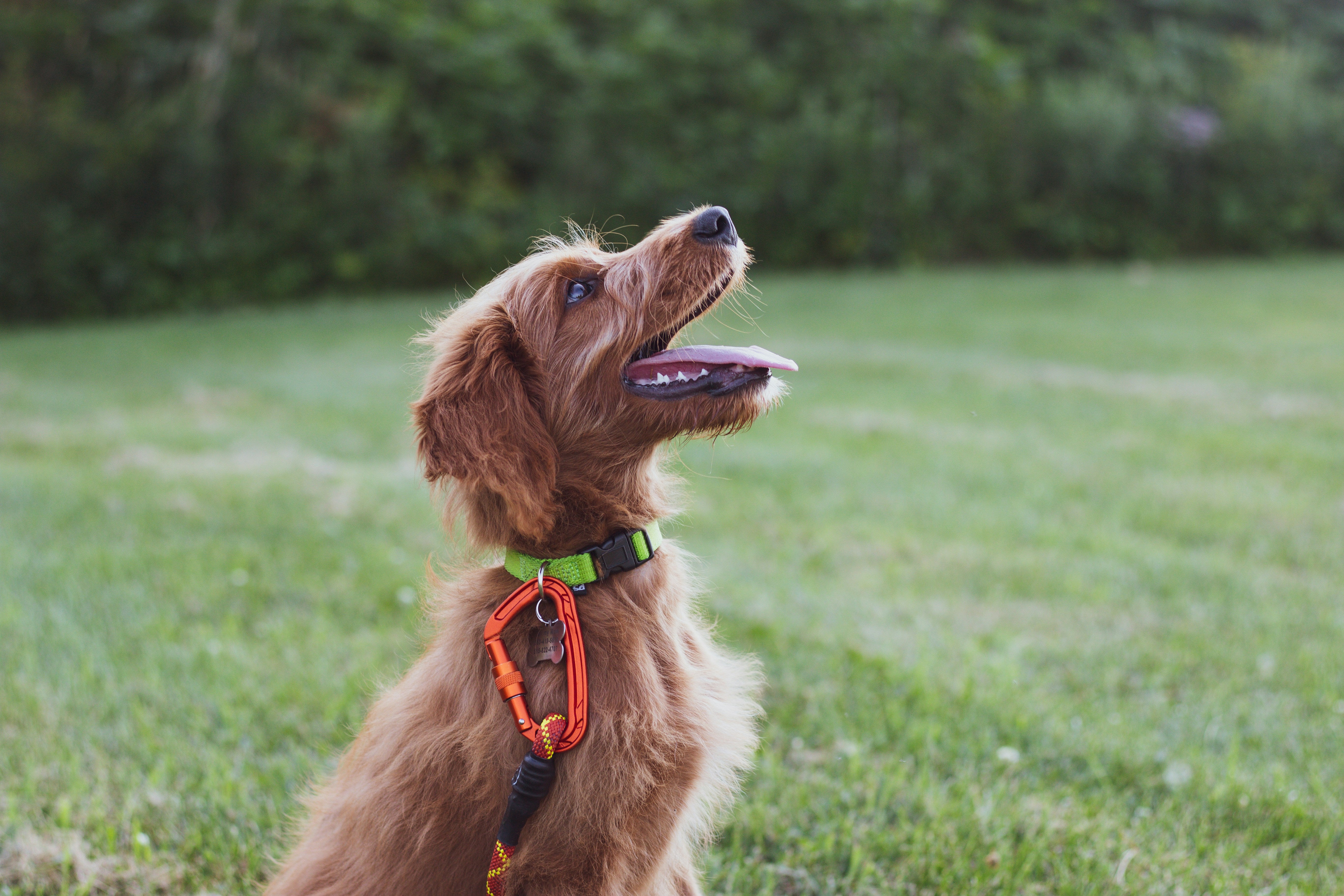 5 Fun and Easy Tricks to Teach Your Dog (with Simple Steps!)